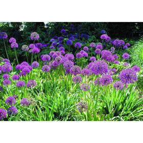 

Лук Афлатунский Луковицы набор 2 шт, Осень 2021