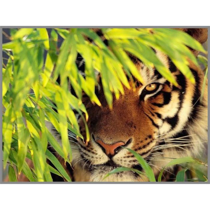 Алмазная мозаика «Тигр в засаде» 28×20см, 18 цветов