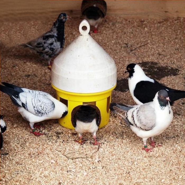 фото Кормушка бункерная для домашней птицы на 3,5 кг, пластик, colombi novital