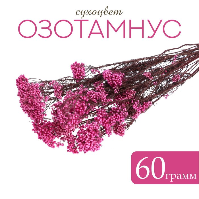 сухоцвет озотамнус 60 г цвет бирюзовый Сухоцвет «Озотамнус» 60 г, цвет ярко-розовый