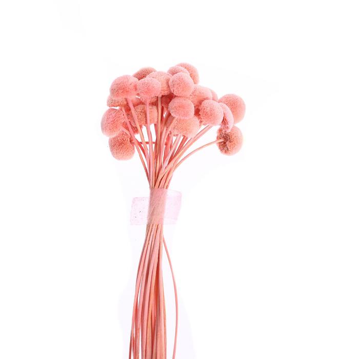 Сухоцвет «Батао» набор 20 шт., цвет розовый
