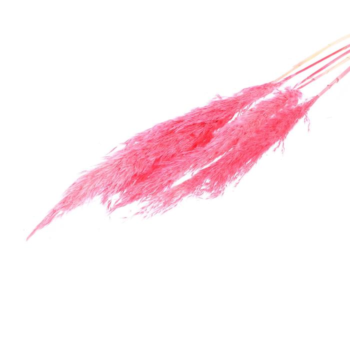 Сухоцвет «Пампасная трава» набор 5 шт., цвет розовый