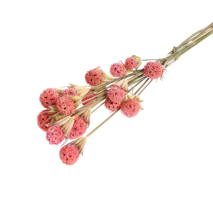 Сухоцвет «Ликвидамбара» 35 г, цвет розовый
