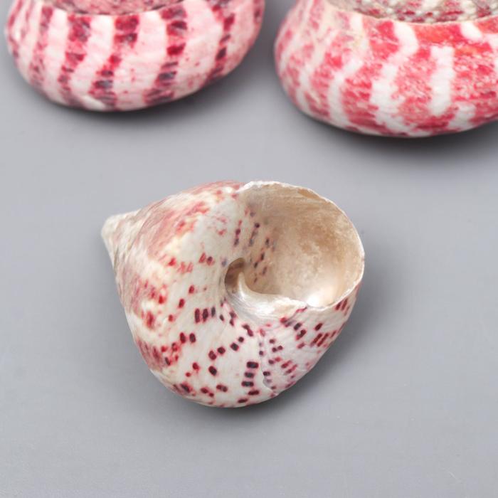 

Ракушки декоративные "Trochus Maculatus" 3.8-6.3 см 3 шт