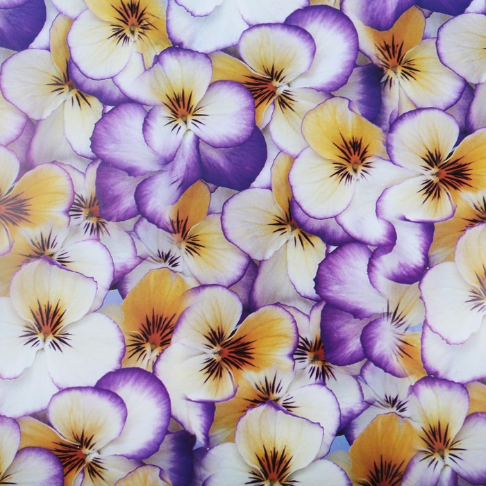 Бумага упаковочная "Анютины глазки", 70 х 100 см