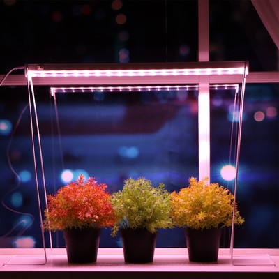 Фото растения с подсветкой