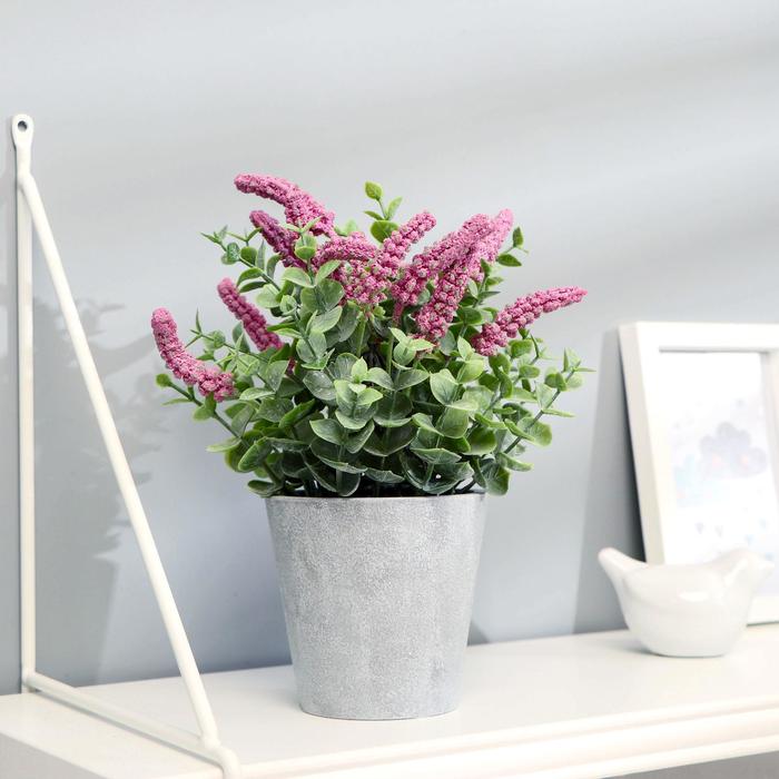 

Бонсай "Мускари гроздевидный" 10х22 см, микс