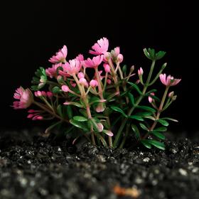 Растение искусственное аквариумное, 5 см, розово-зелёное Ош