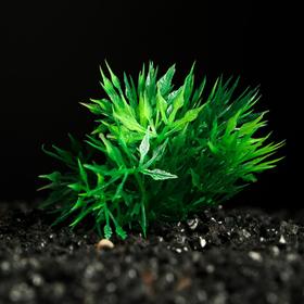 Растение искусственное аквариумное, 5 см, зелёное Ош