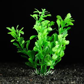 Растение искусственное аквариумное, 3 х 13 см, зелёное Ош