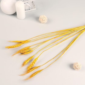 Декор сухоцвет 'Пшеница молодая' (набор 10 шт) 60 см, жёлтый Ош