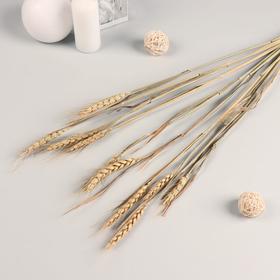 Декор сухоцвет 'Пшеница' (набор 10 шт) 60 см, бежевый Ош