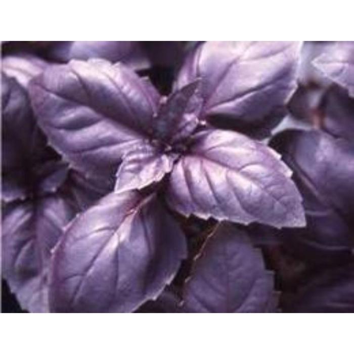 Семена  Базилик Опал фиолетовый 1 кг