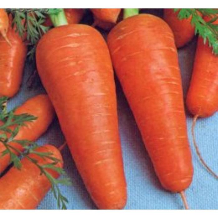 Семена  Морковь Шантенэ А 1 кг