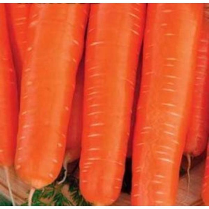 Семена  Морковь Нантезе 1 кг