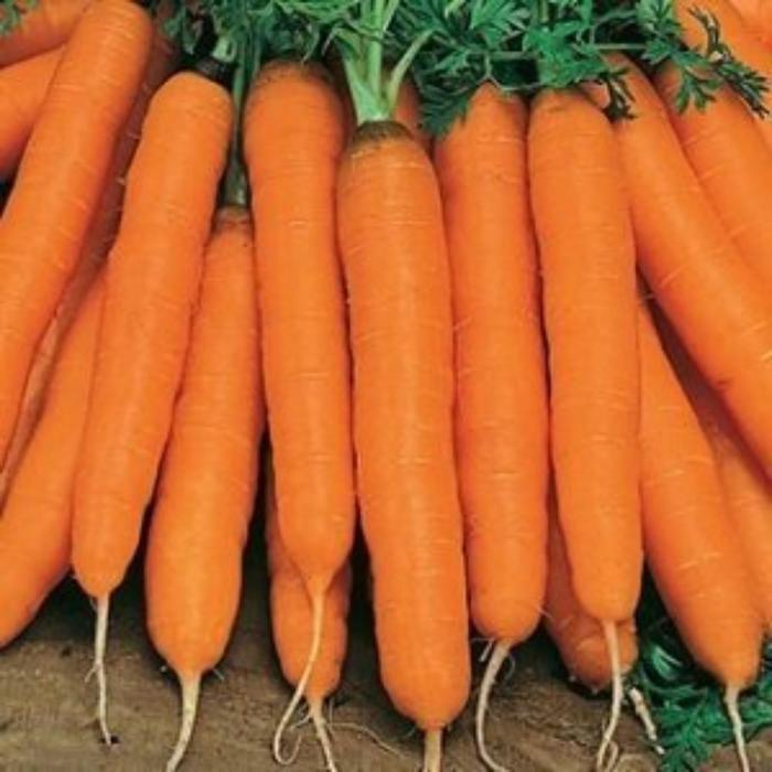 Семена  Морковь Амстердамска  Б 1 кг