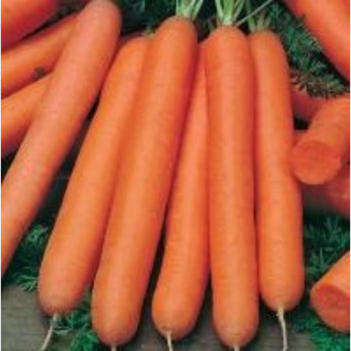Семена  Морковь Нантская драж. 1 кг