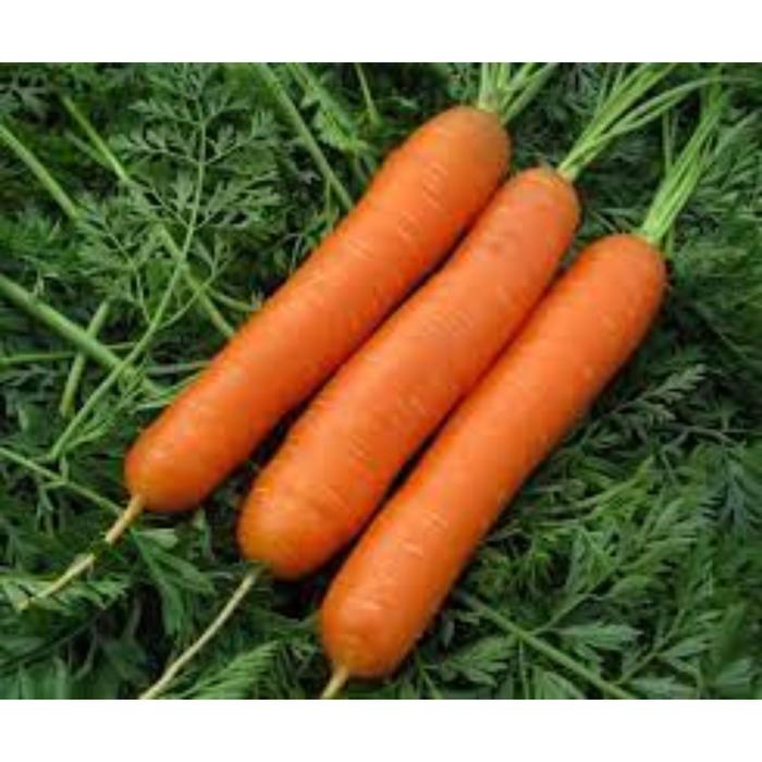 Семена  Морковь Нантская  1 кг