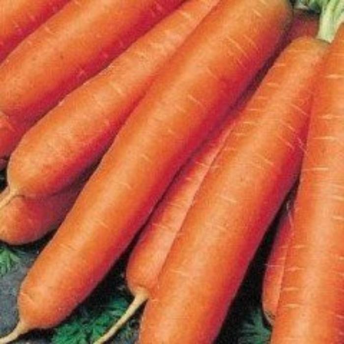 Семена  Морковь Тушон  А 1 кг