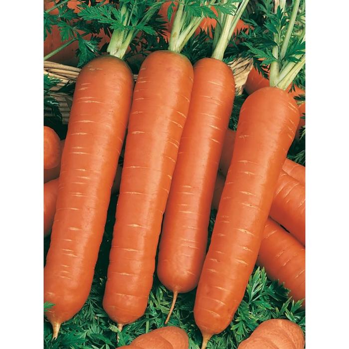 Семена  Морковь Тушон  1 кг