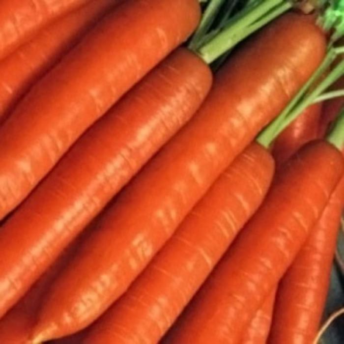 Семена  Морковь Рогнеда  1 кг