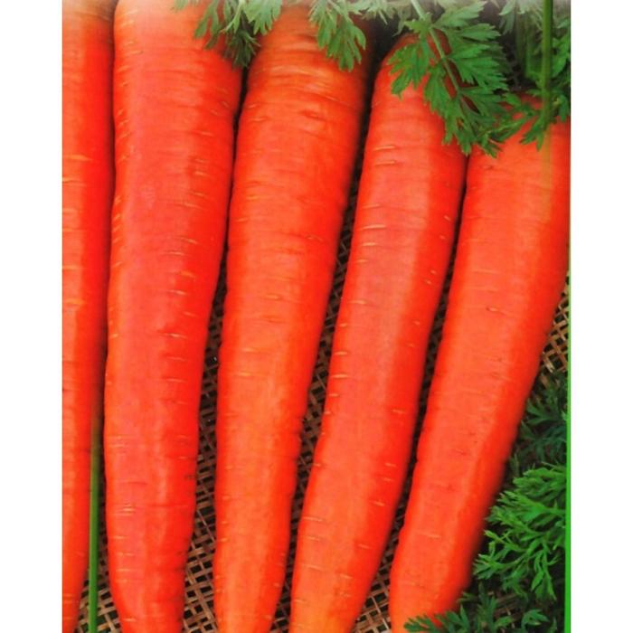 Семена  Морковь Красная Боярыня А 1 кг