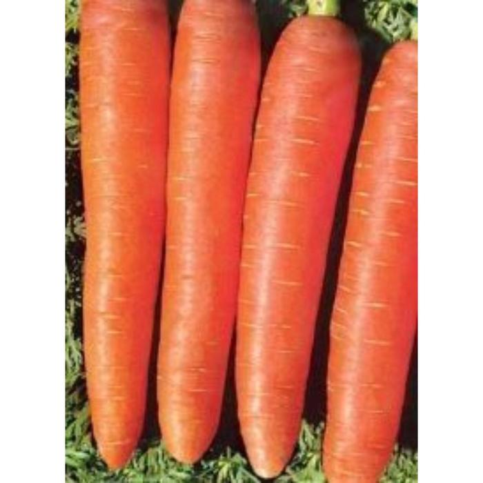 Семена  Морковь Королева Осени А 1 кг