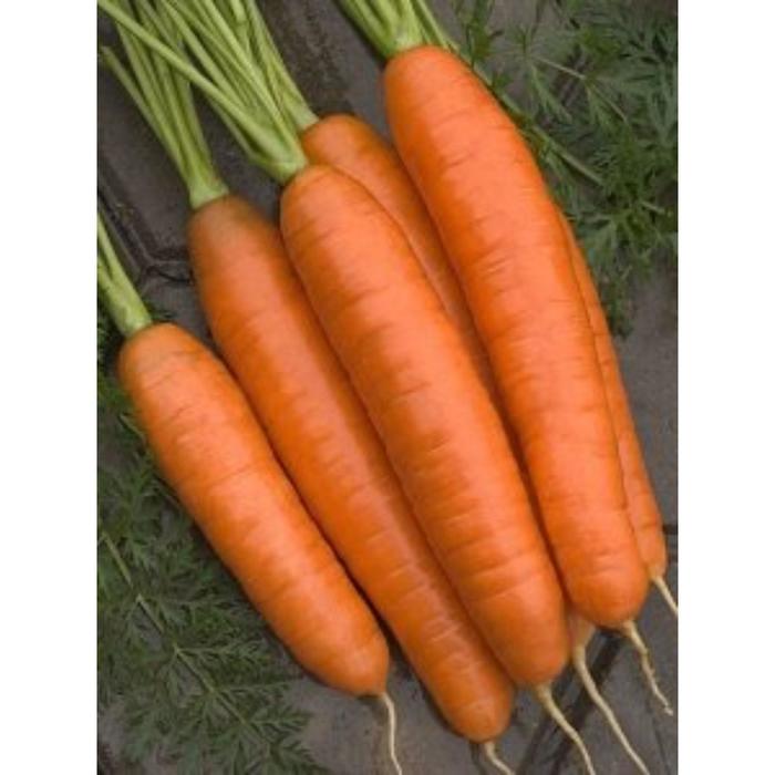 Семена  Морковь Лосиноостровская драж  1 кг