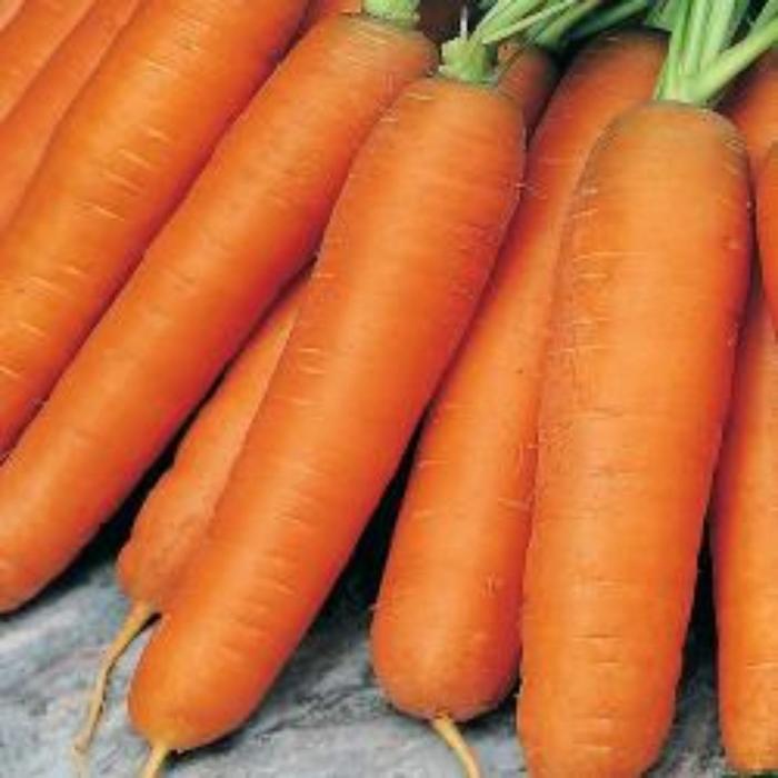 Семена  Морковь Берликум Роял  1 кг