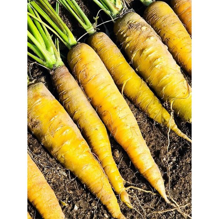 Семена  Морковь кормовая Лобберихер  1 кг