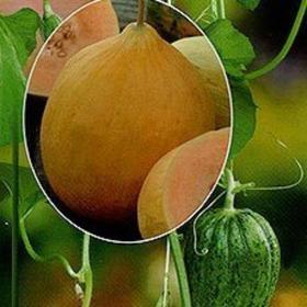

Семена Огурдыня ( мандурия )Нектарин 1 кг