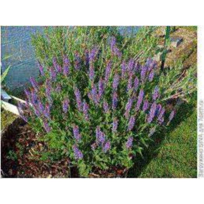 Семена  Шалфей лекарственный Кубанец 1 кг