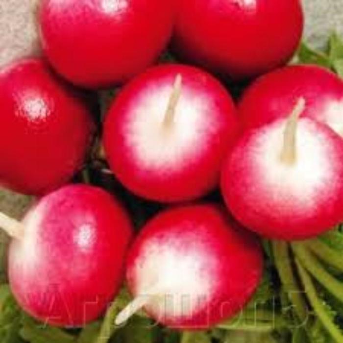 Семена  Редис Красный с белым кончиком  1 кг