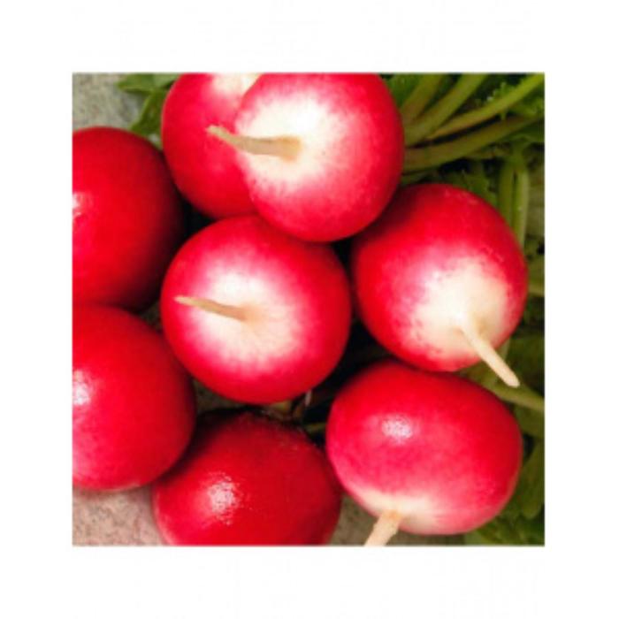 Семена  Редис Розово- красный с белым кончиком  1 кг