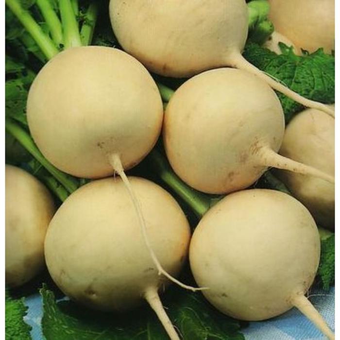 Семена Редис ранний желтый "Злата" 2 г купить по цене 59 ₽ в интернет-магазине М