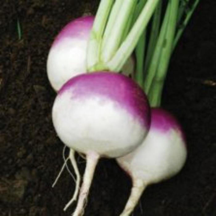 Семена  Репа пурпурная с белым кончиком 1 кг