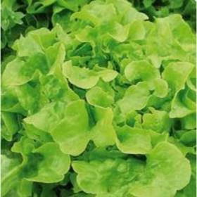 

Семена Салат Дубачек МС 1 кг