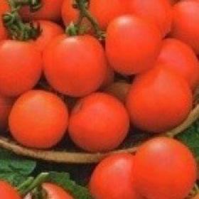 

Семена Томат Любань 0/1 1 кг