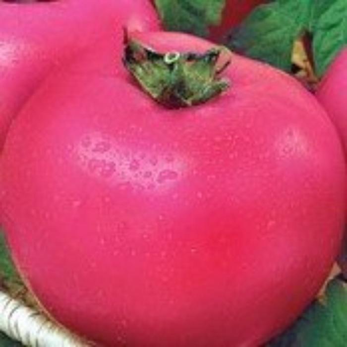 Помидор дар заволжья фото Помидор дар заволжья фото