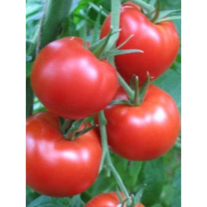 Семена томата розовый фламинго. Томат мионк карликовый. Реклама помидоров фламинго. Томат сунгари f1. Томат розовый фламинго 0,1 г.