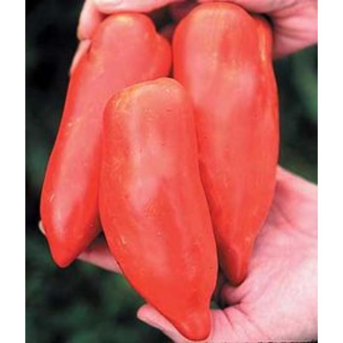 Томат пирамида Томат пирамида