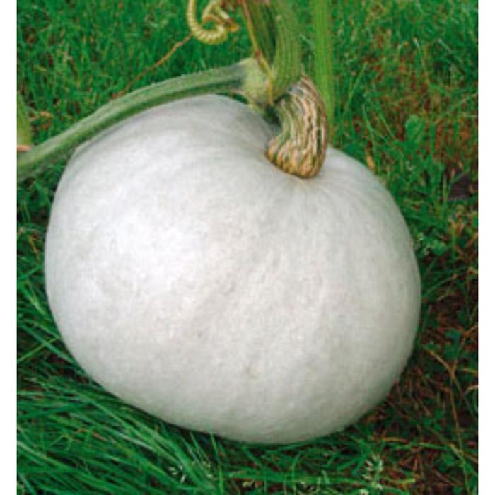 White Pumpkin Seeds Planting pumpkin seeds, Planting pumpkins, White pumpkins