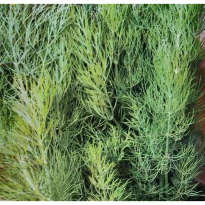 Укроп 1кг. Укроп дондигидон. Сухой укроп. Укроп аллигатор (1уп-50 гр). Зелень укроп.