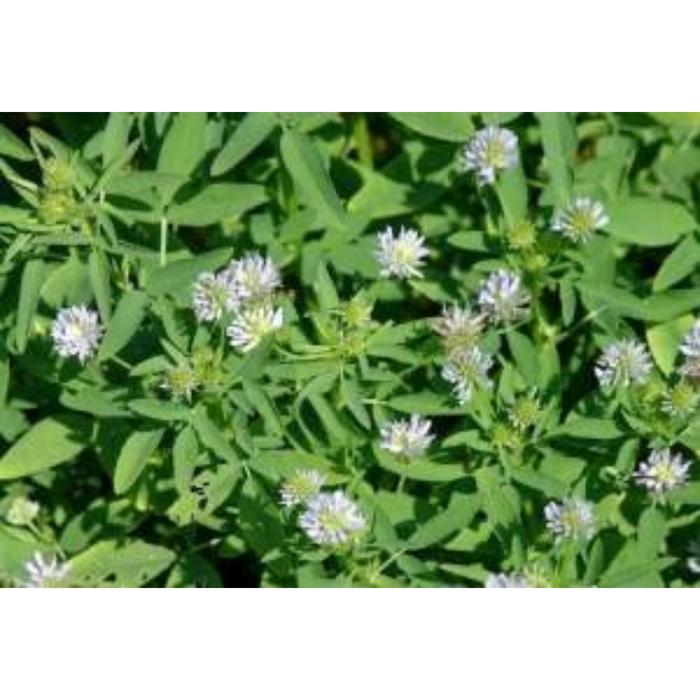 Семена  Пажитник Успех 1 кг