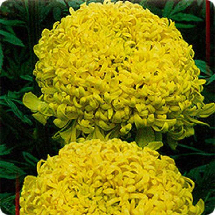 Семена  Бархатцы (Тагетес прямос.) Поллукс, лимонно-жёлтый 1 кг