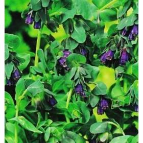 

Семена Восковник Таро 1 кг