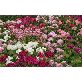 

Семена Гвоздика мног. турецкая махровая Совершенство 1 кг