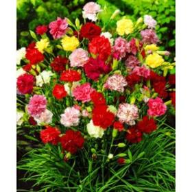 

Семена Гвоздика мног. Гренадин 1 кг