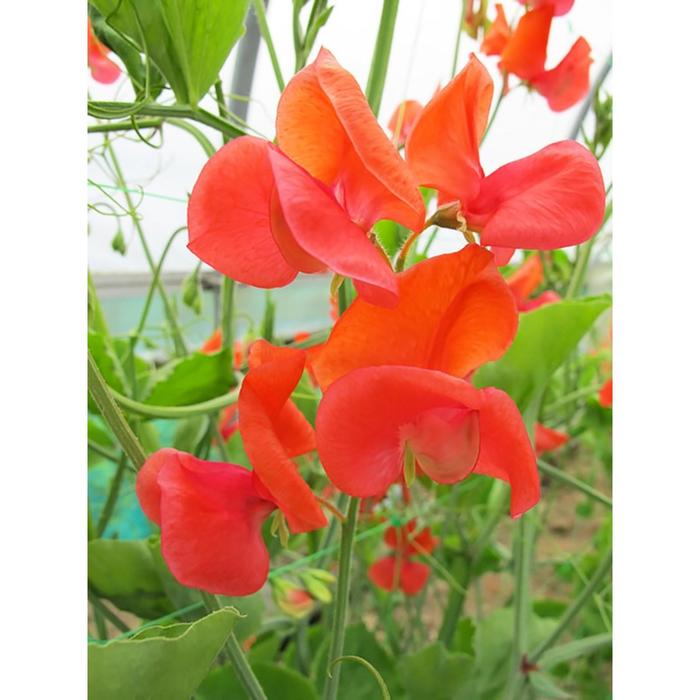 Семена  Горошек душистый Спенсер 1 кг