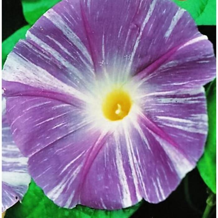 Ипомея коломбо. Ипомея летающая тарелка. Семена ипомеи летающая тарелка. Ипомея соурсес. Ипомея летающая тарелка.